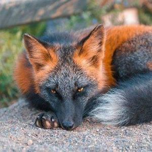 Meet your Posher, Lowell